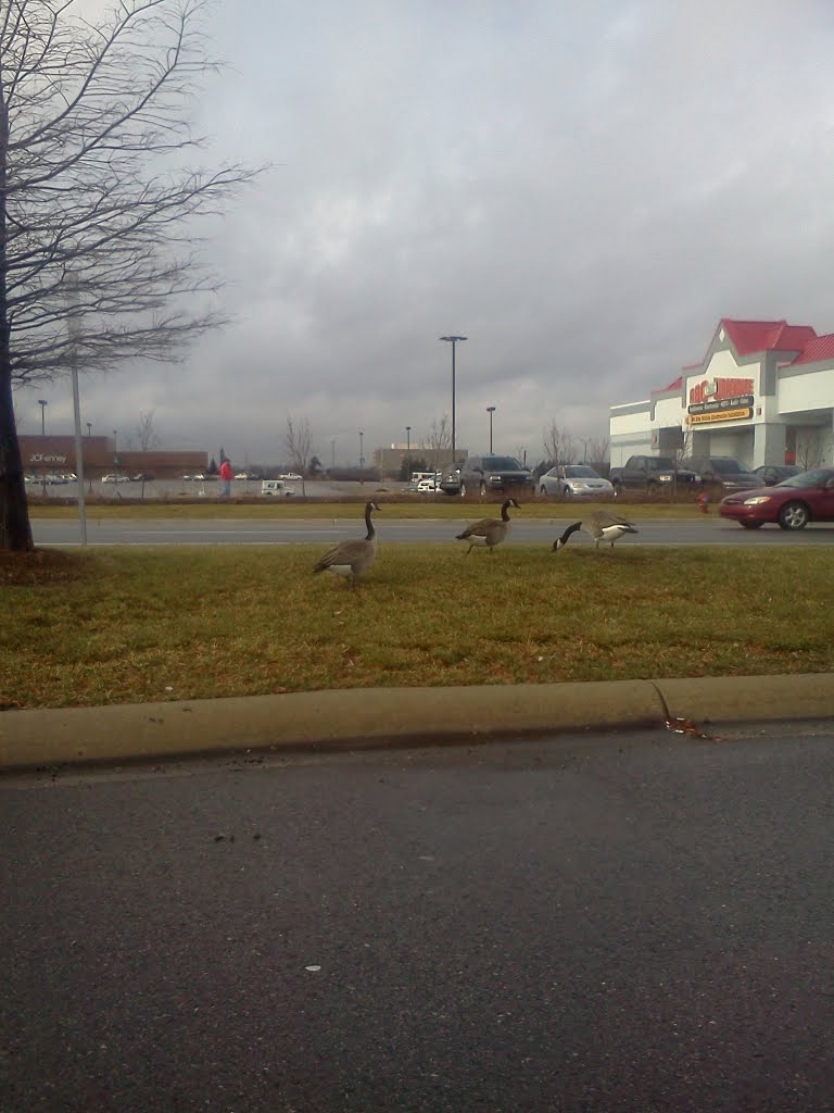 Canadian Geese dont need passports.