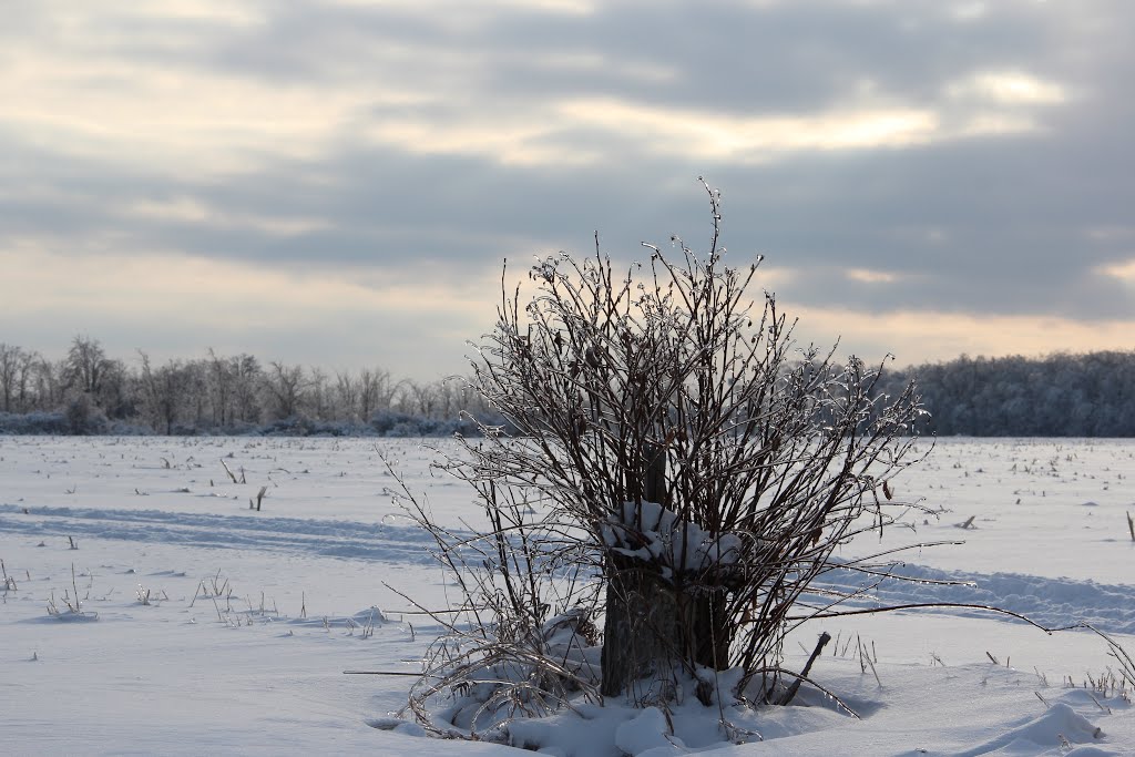 Winter Drive-by
