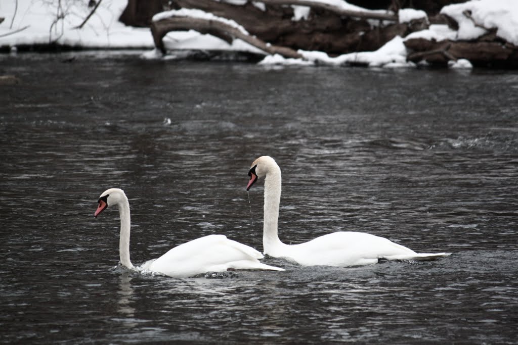 Swans