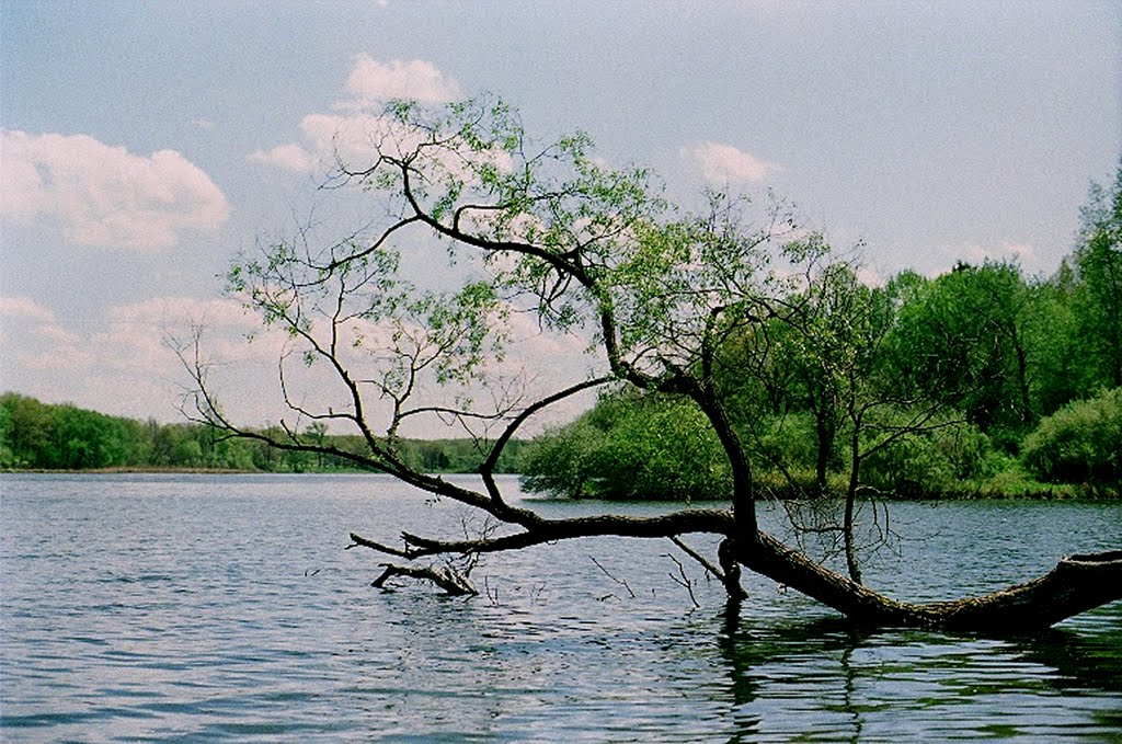Water Tree