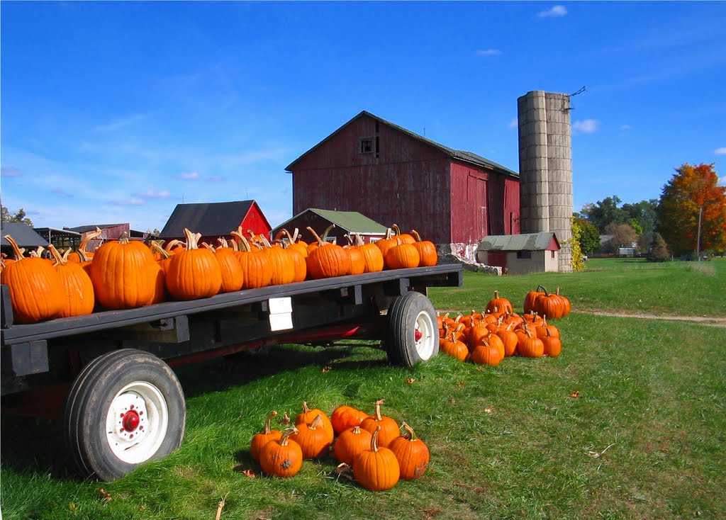Fall pumpkin crop