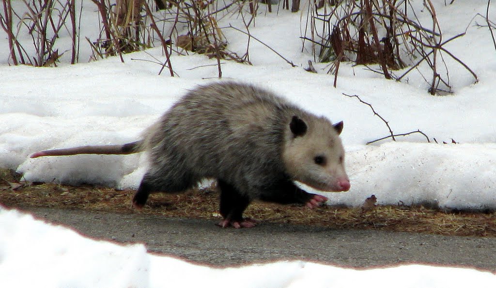 Opossum laeuft zum Vogelfutterhaeuschen