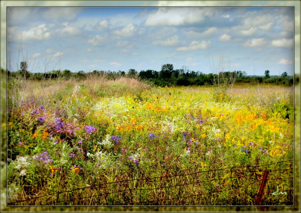 The Field