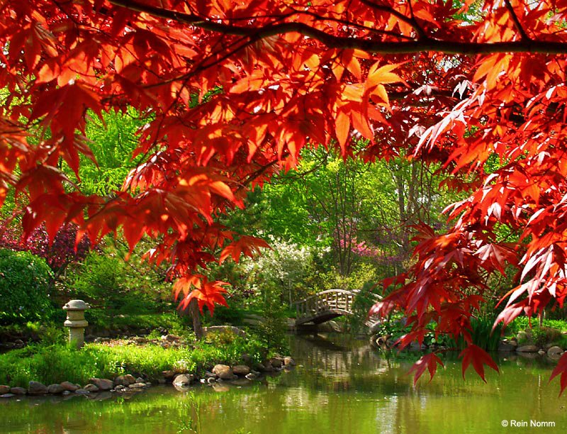 Japanese Garden