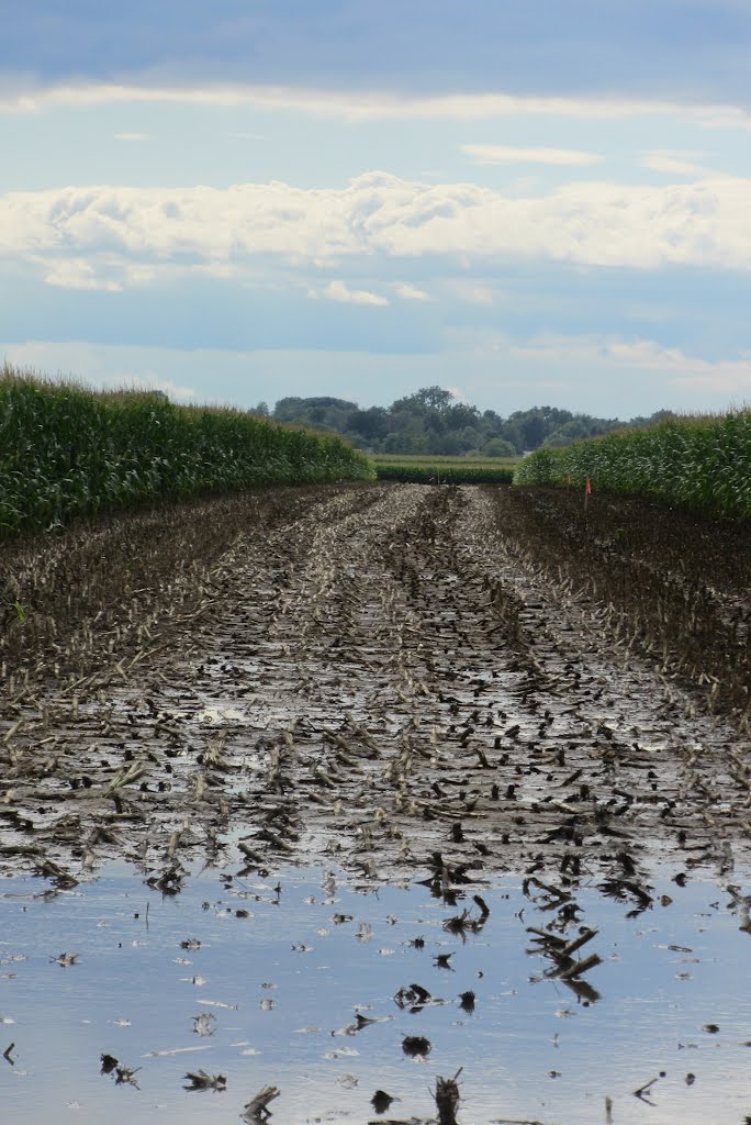 Field after the rain