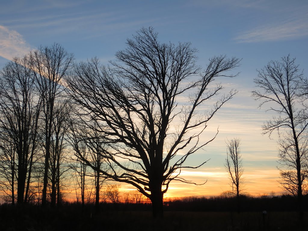 Trees on the field in Fort Custer State Recreation Area