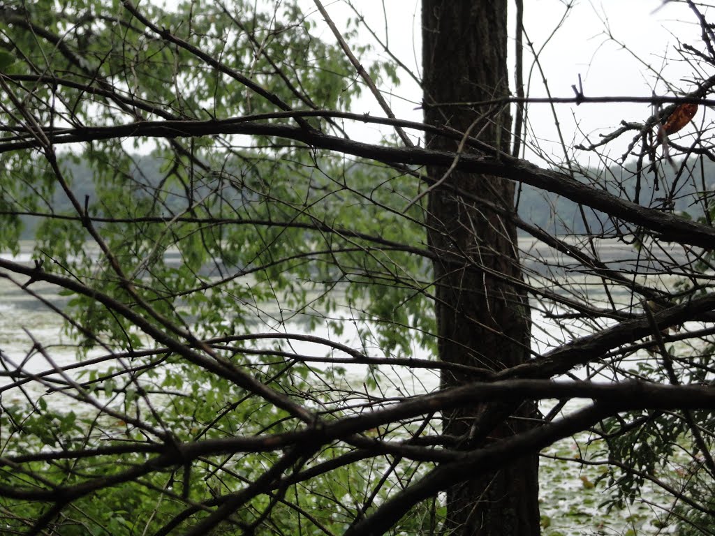 Jackson Hole Lake (Through The Trees)
