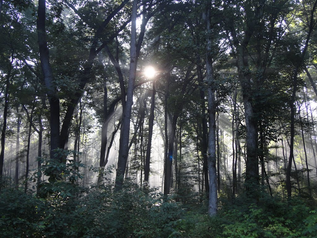 Sunrise Through The Trees