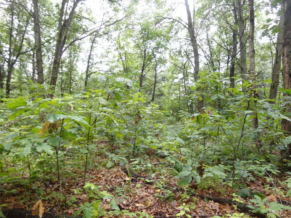 Fort Custer State Park