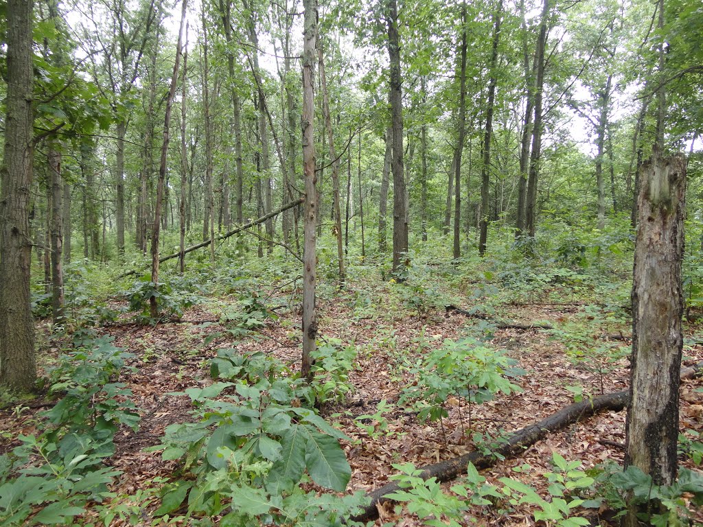 Fort Custer State Park