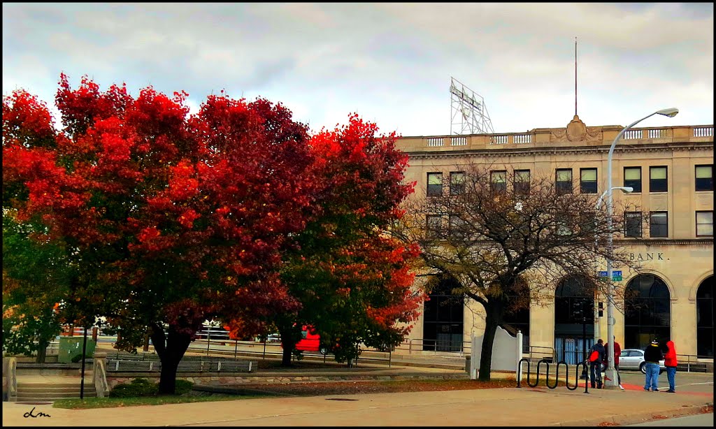 The ornamental pear tree
