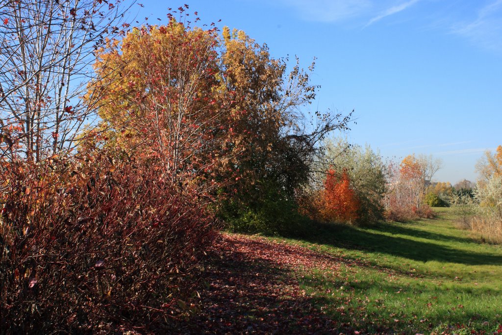 Fall Color