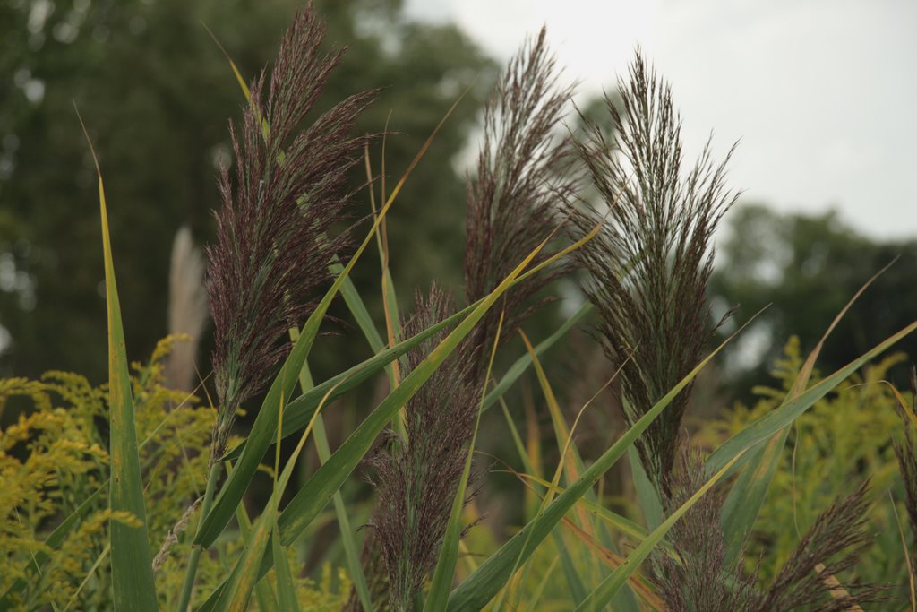 Swamp Grass