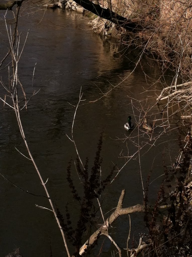 Ducks in the Clinton River - Jan 12, 2013
