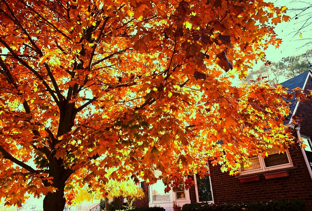Autumn Colors Harper Woods Michigan USA