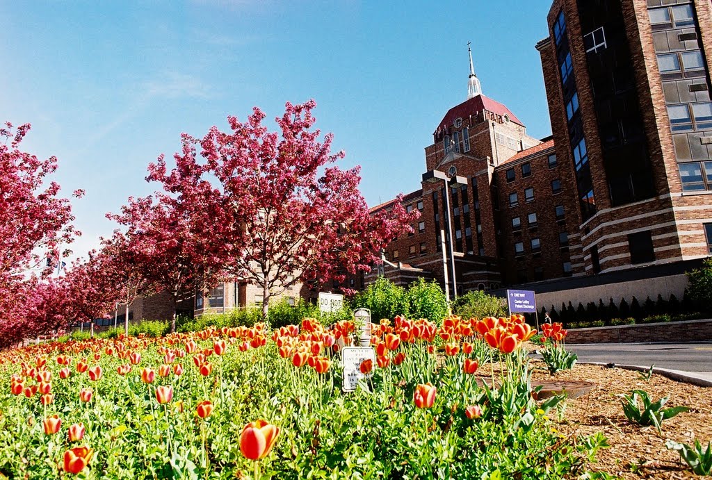 Tulips abloom in May in front of Saint John Hospital Detroit Michigan USA