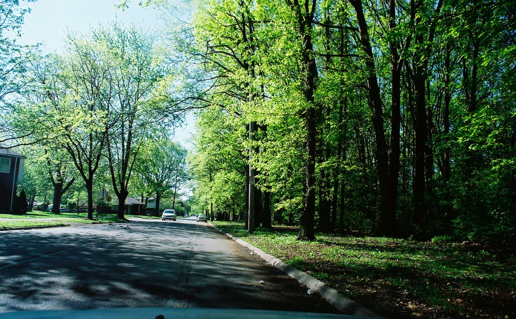 Forest in Balduck Park near Marquette Elementary School Detroit Michigan USA
