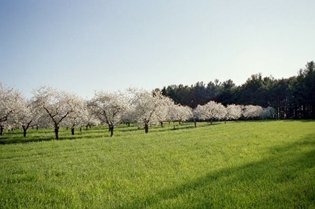 Cherry Orchard in bloom