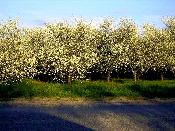 cherry trees