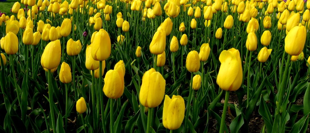 Tulip festival at Holland