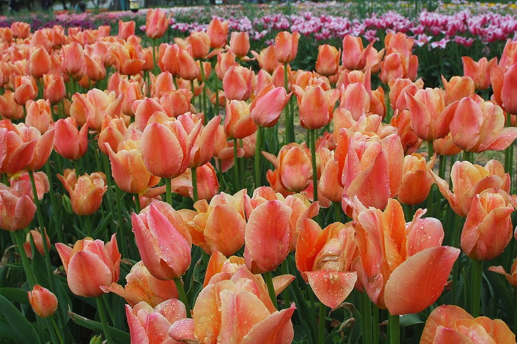 Tulip Time Festival,Holland,Michigan 2011
