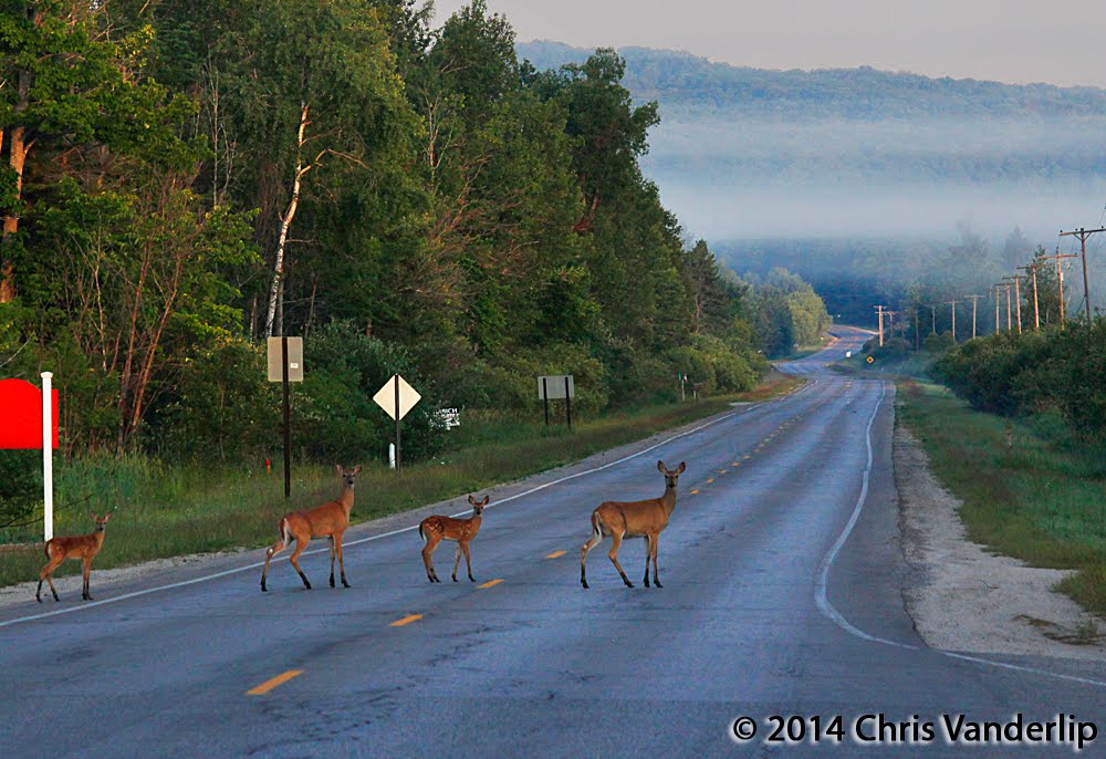 Are These Deer Breaking the Fourth Wall?