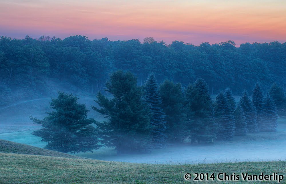Foggy Trees at Dawn
