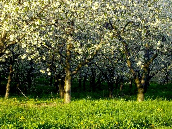 cherry blossoms
