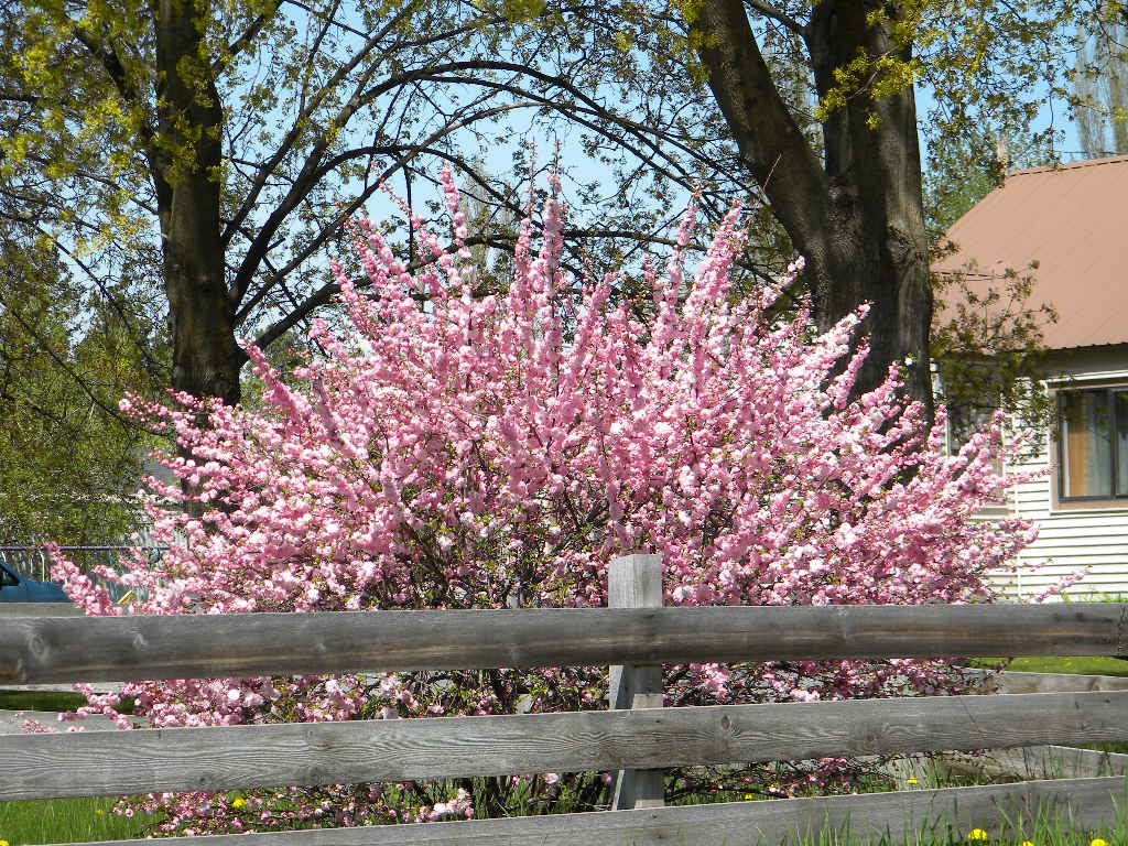 Spring Bloom