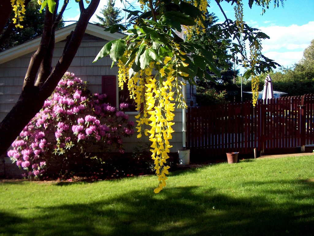 Golden Chain Tree