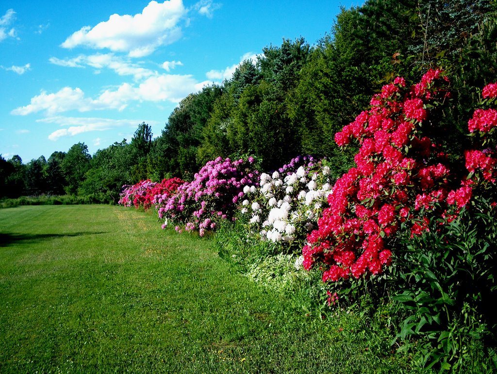 Rhododendron