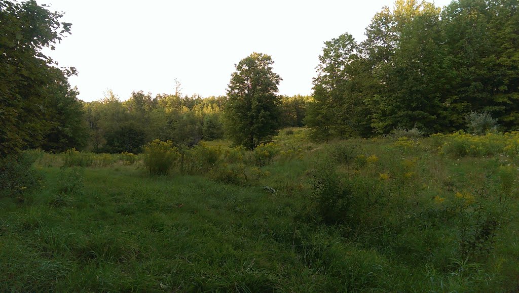 Perfect Hidden Meadow