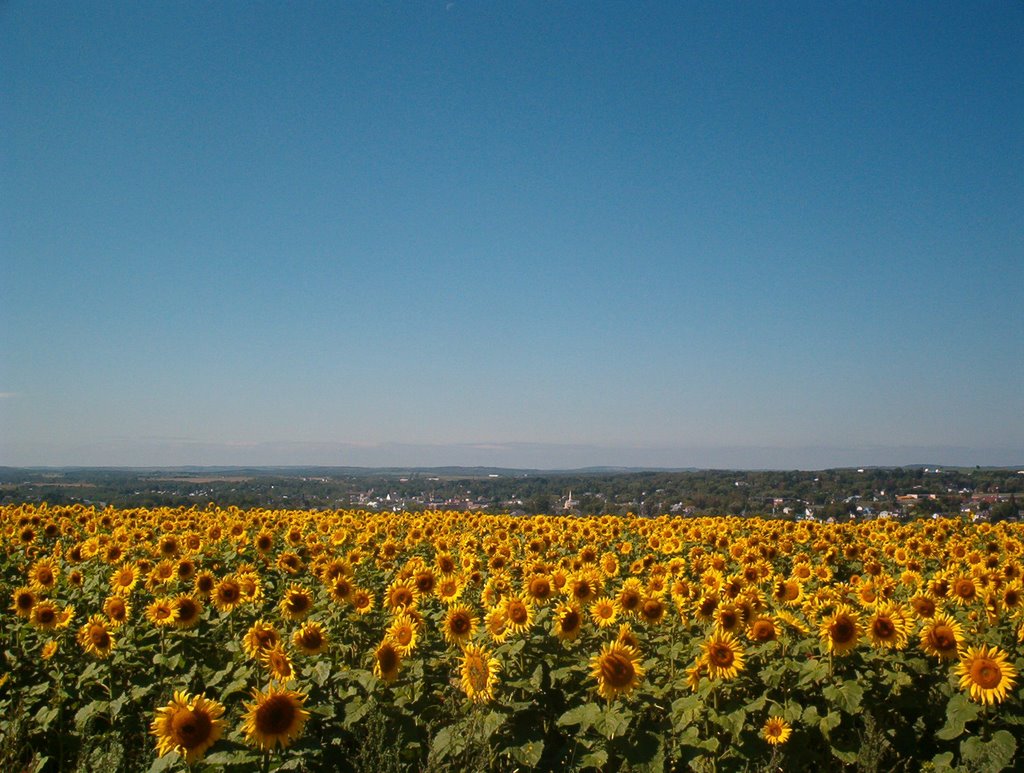 Caribou Sunflower