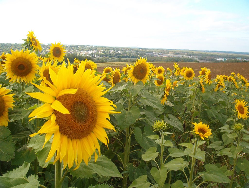 Caribou Sunflower2