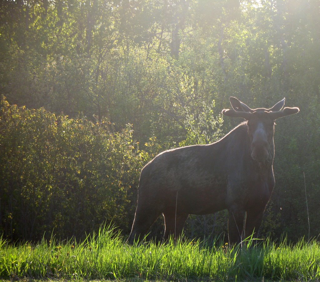 Early morning moose