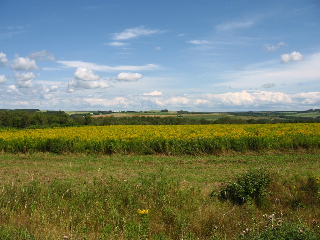 Farm Fields Aroostook County Maine