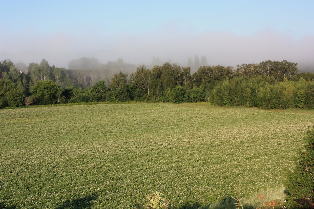 Potato field in bloom