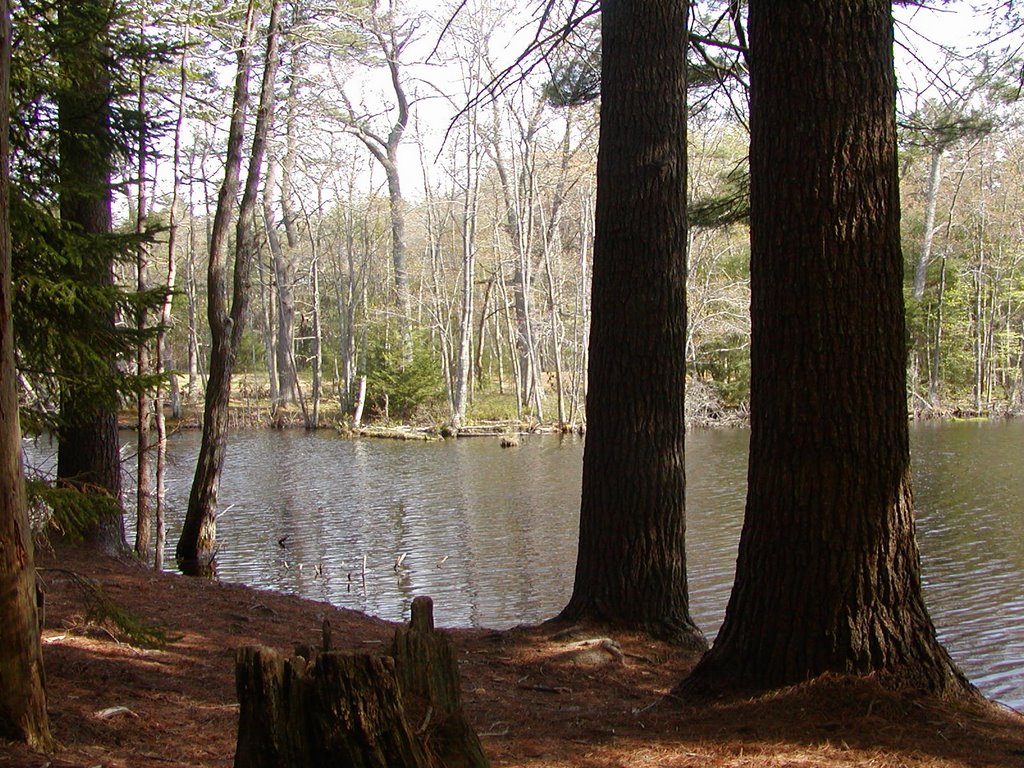 Pond