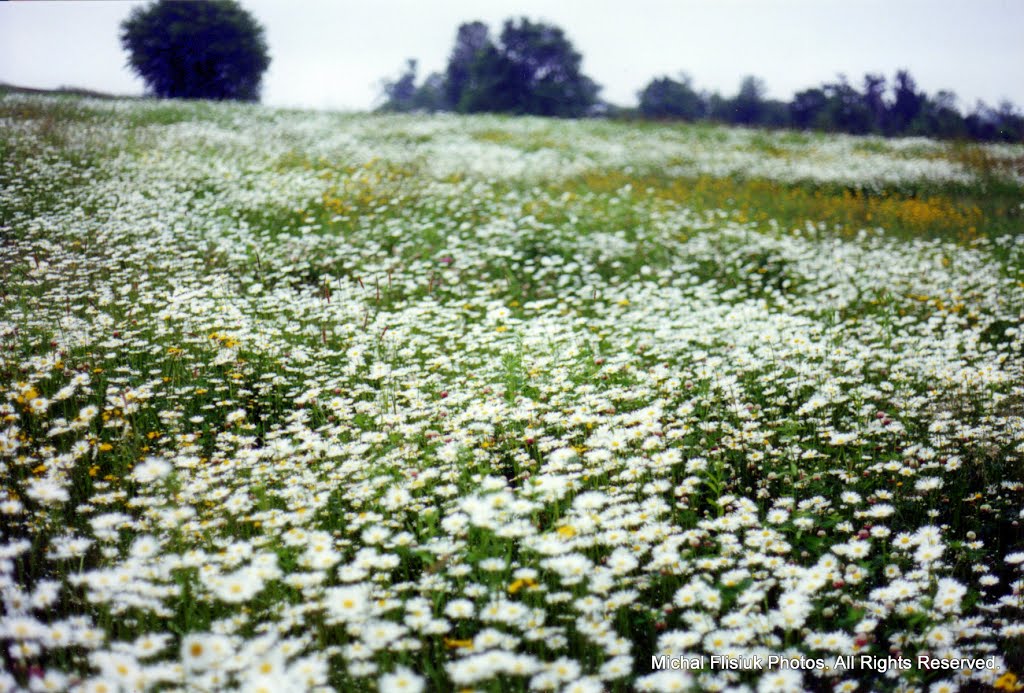 Meadow