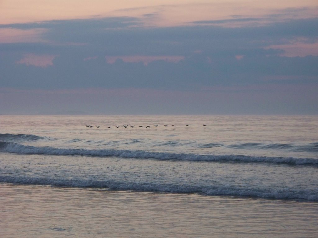 Geese at Old Orchard Beach.