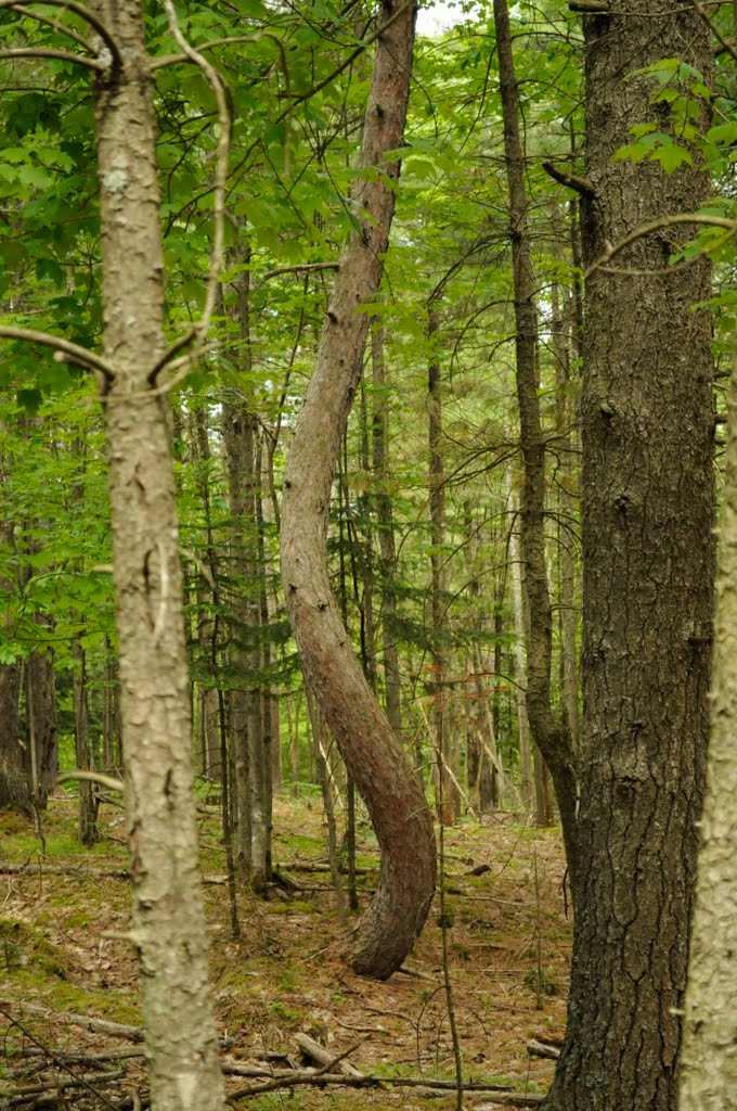 Another tree