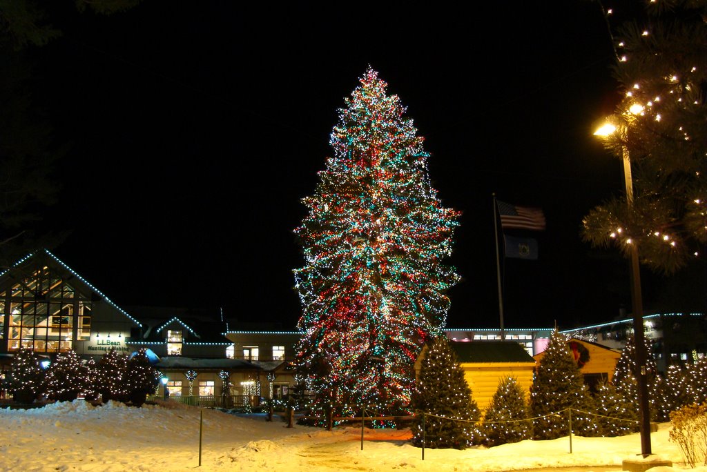Trees decorated for Xmas, L L Bean
