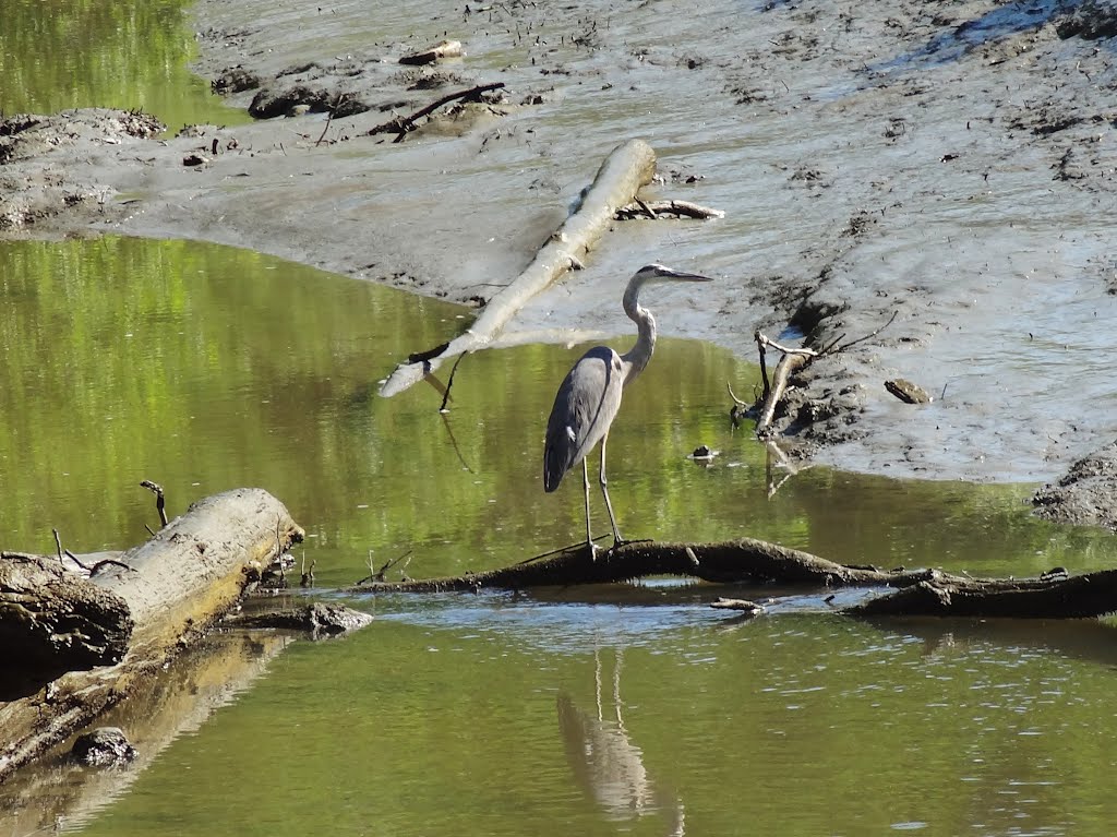 Great Blue Heron in the Harraseekit River, Freeport, Maine