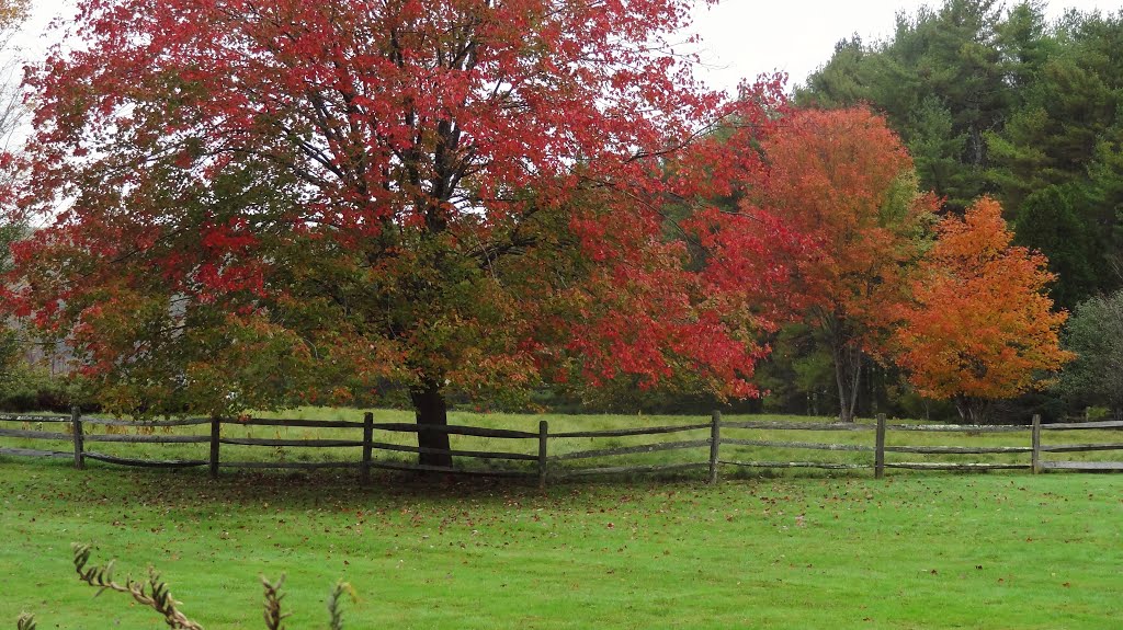 Fall pasture; Bartol Island Rd., Freeport, Maine