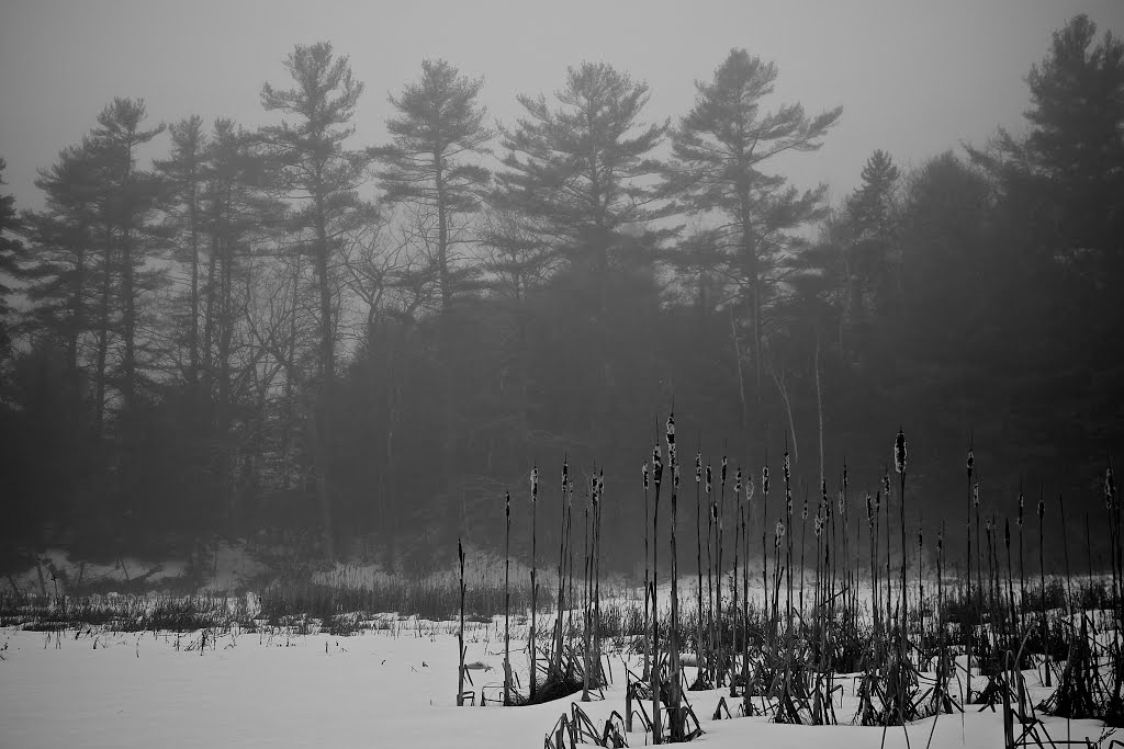 Foggy Cattails!