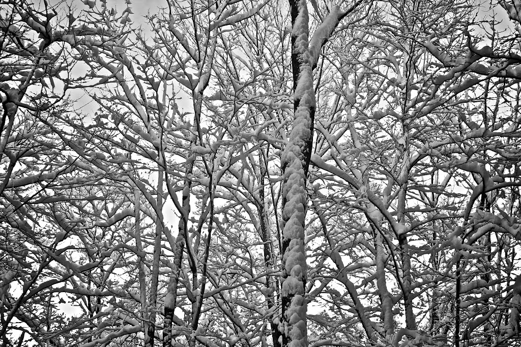 A Snowy Day