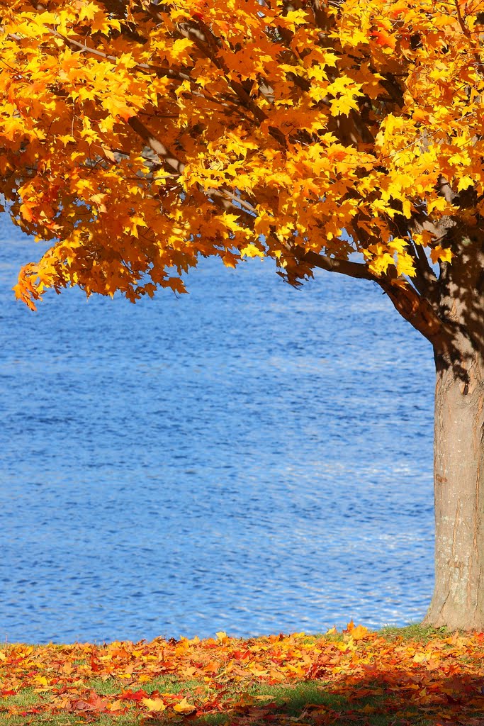 A view of the Penobscot River