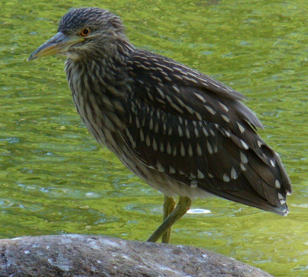 Juvenile Night Heron