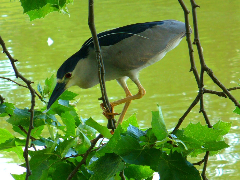Night Heron