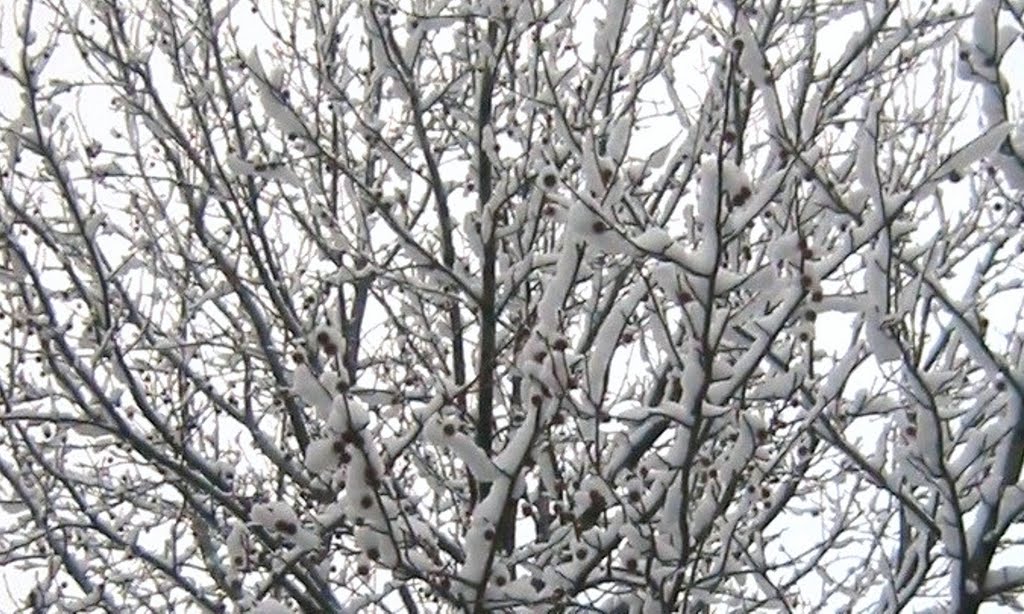 Jackson Pollock Tree